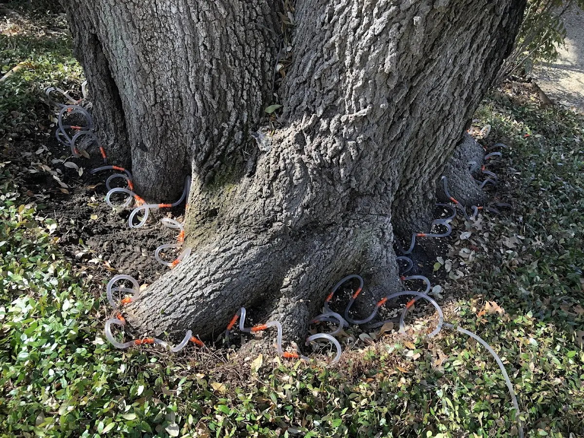 Detailed Tree Cabling and Bracing job site in Nickelsville