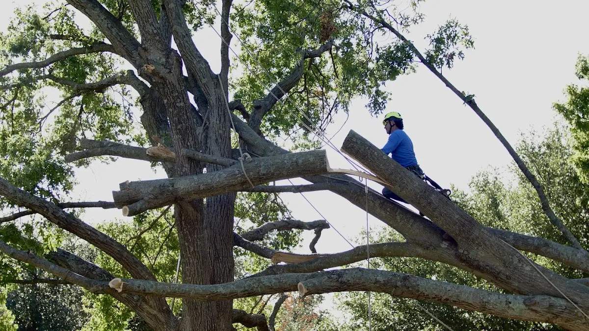 Professional Crown Thinning performed by certified arborists in Nickelsville