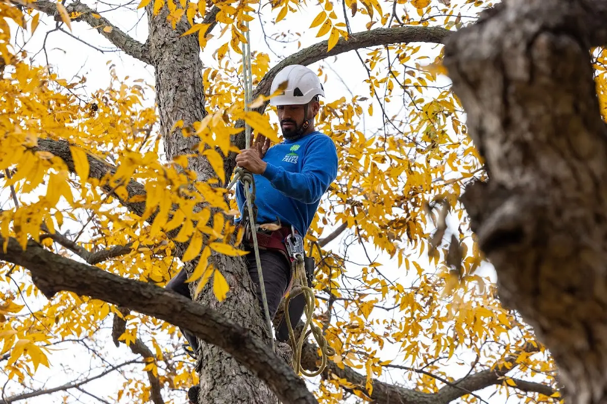 Skilled Tree Planing crew working in Nickelsville