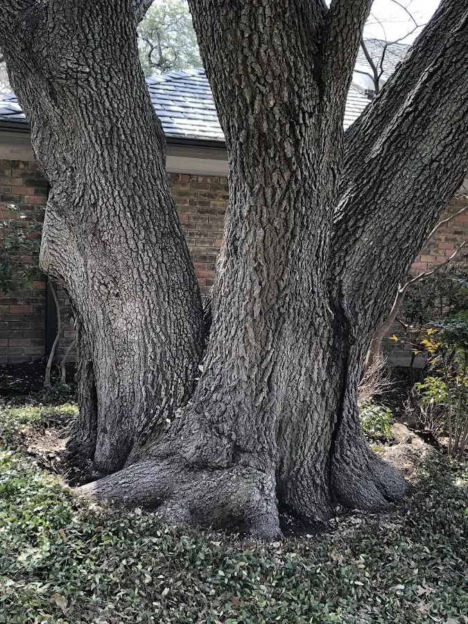 Mature heritage tree close to a Nickelsville property cared for by certified arborists
